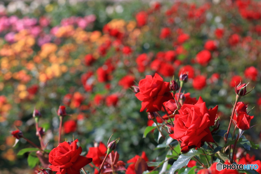 ROSES in MAY