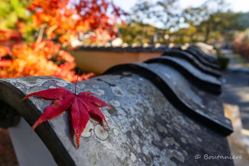 瓦×ひとひらの紅葉　其の参