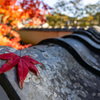 瓦×ひとひらの紅葉　其の参