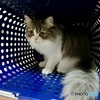 猫にありがちな風景 part 4