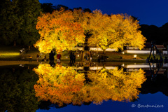 閑谷学校：楷の木ライトアップ