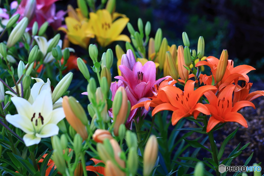 Colorful Lilies part 1