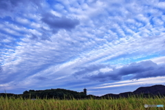 秋空×秋の実り×五重塔