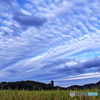 秋空×秋の実り×五重塔