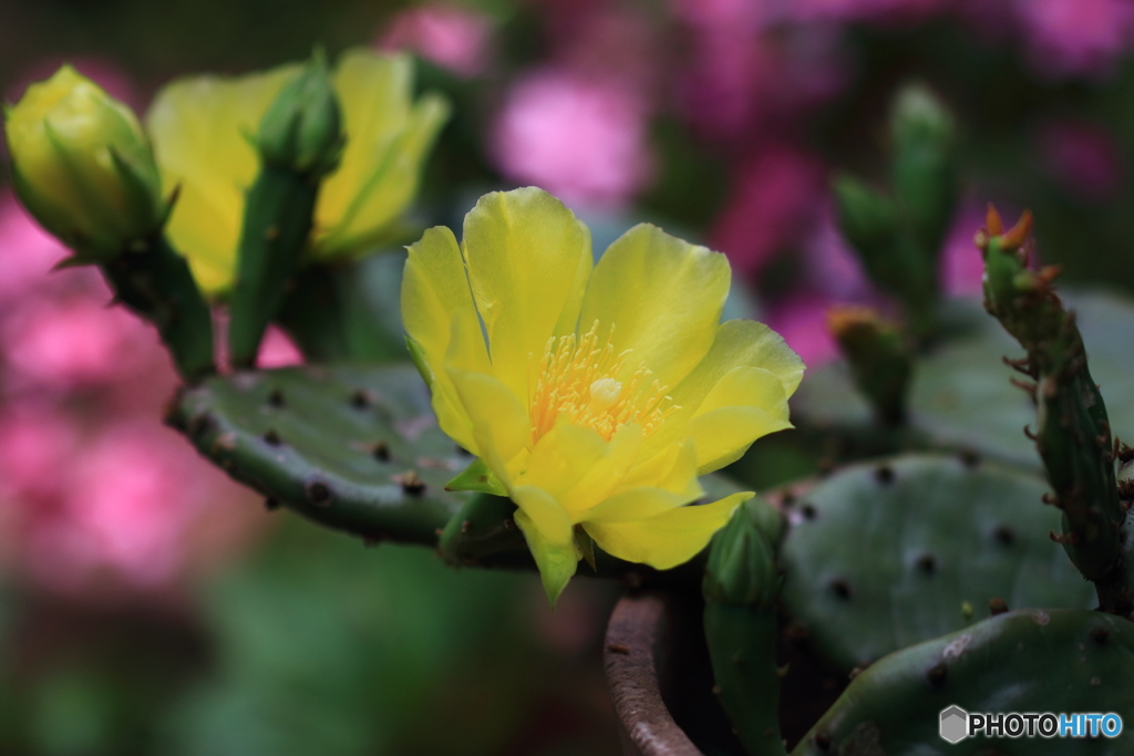 サボテンの花