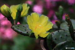 サボテンの花