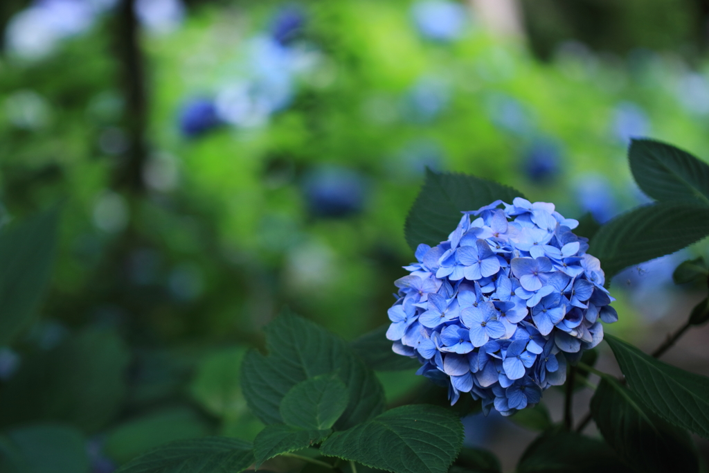 紫陽花ひとつ