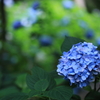 紫陽花ひとつ