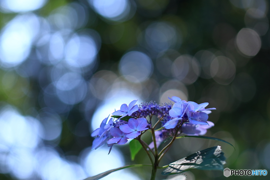 紫陽花二題　「表」