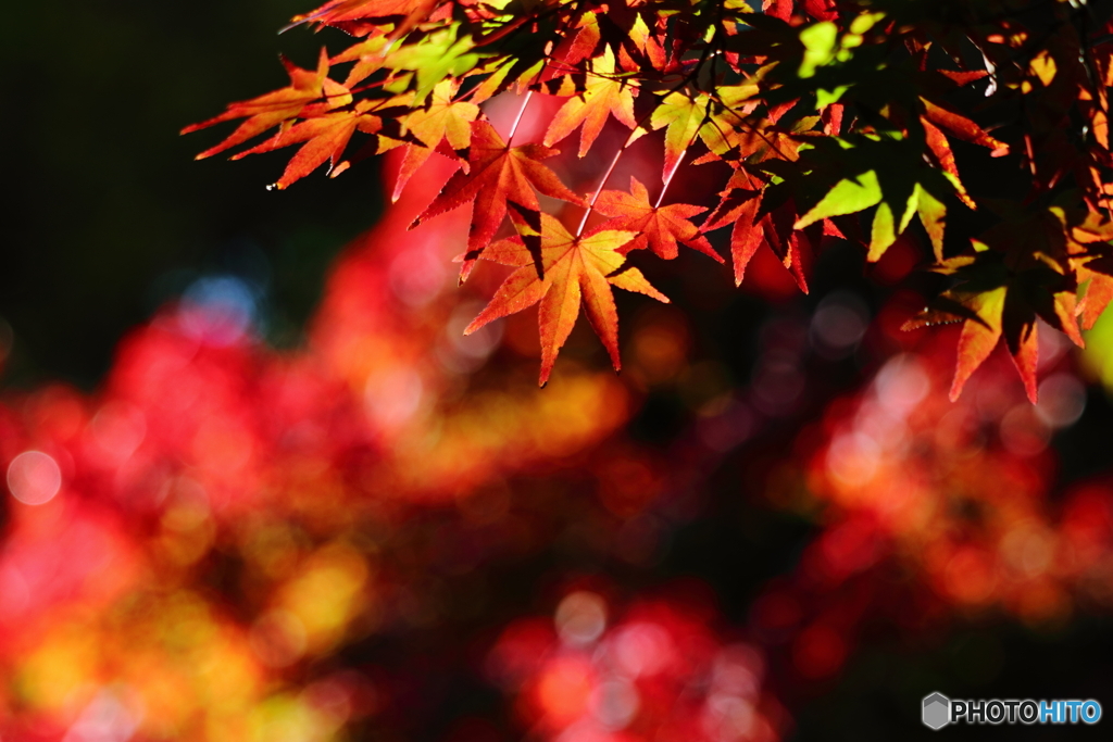 彩（いろどり）紅葉：陰