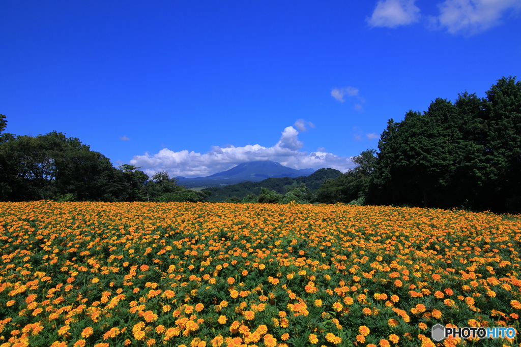 大山×マリーゴールド
