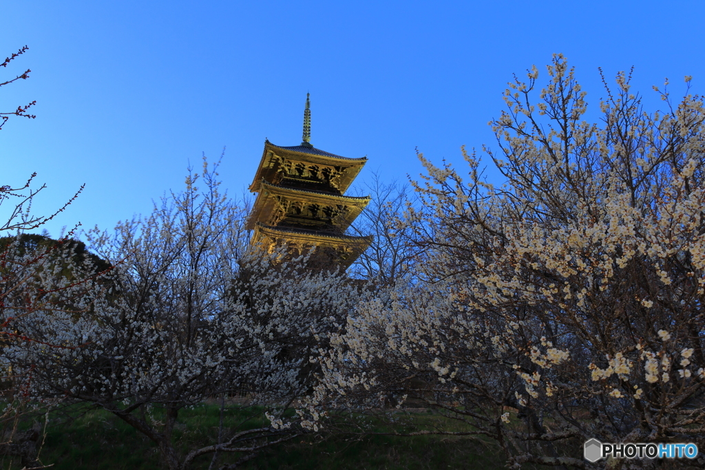 五重塔×白梅