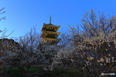 五重塔×白梅