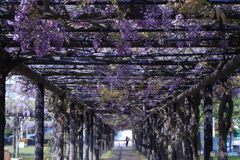 渋川公園の藤棚　その２