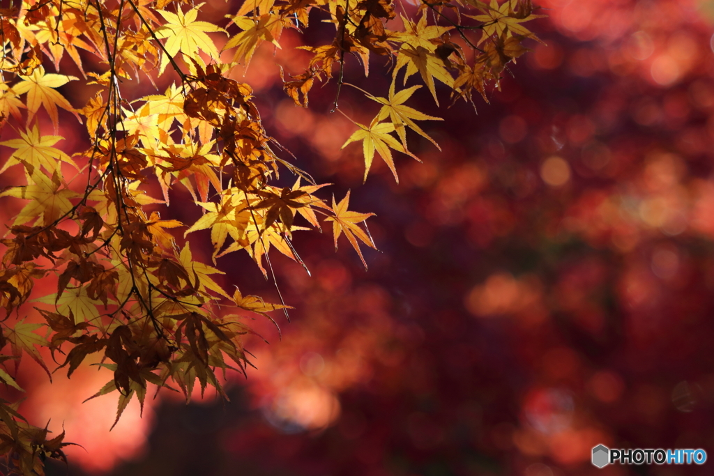 彩（いろどり）紅葉：黄昏