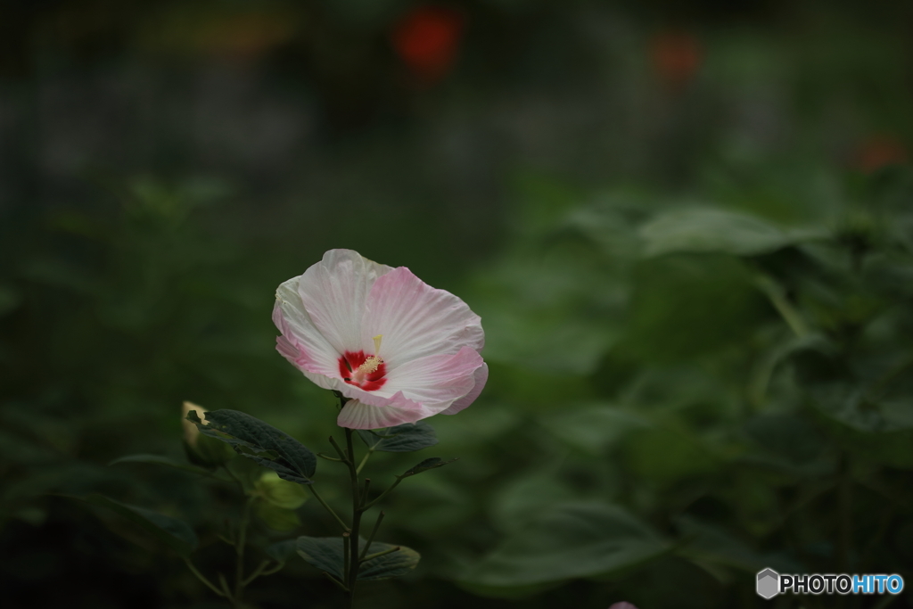 植物園のパラボラ・アンテナ