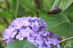 紫陽花×黒蝸牛