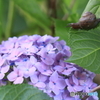 紫陽花×黒蝸牛
