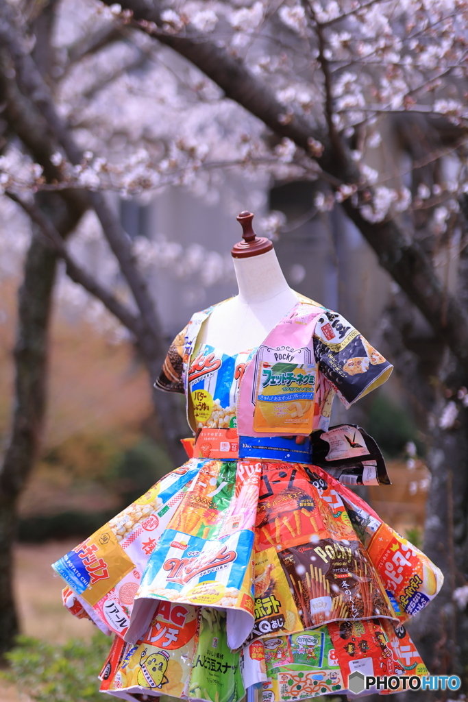サステナブル・ファッション×桜