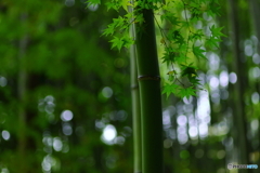 青竹に青紅葉