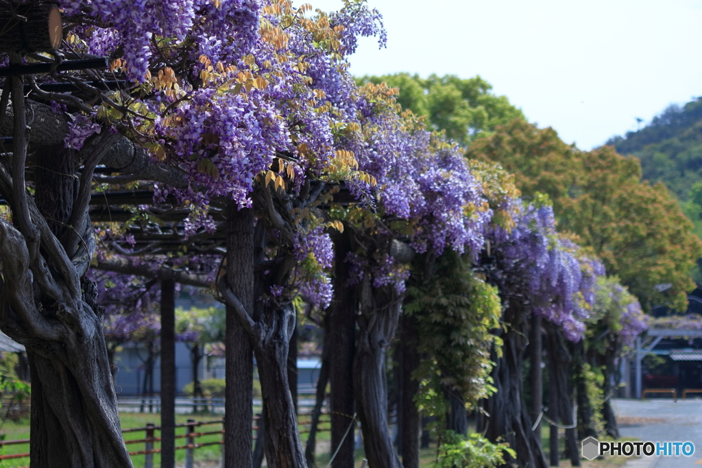 渋川公園の藤棚　その１