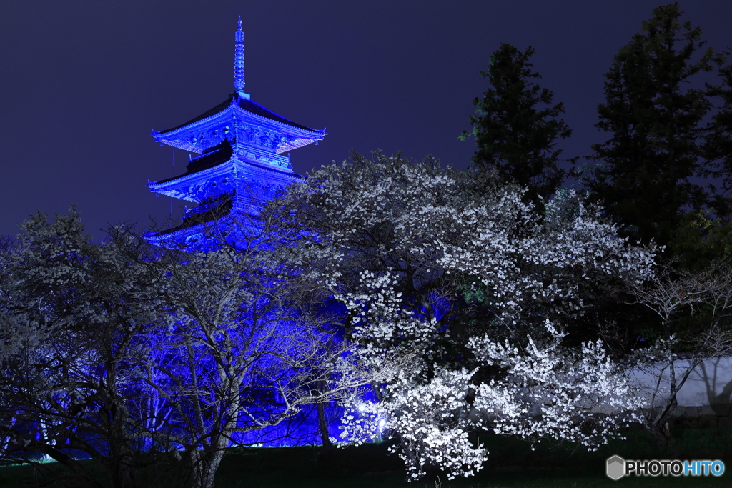 ブルー・ライトアップ×桜