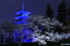 ブルー・ライトアップ×桜