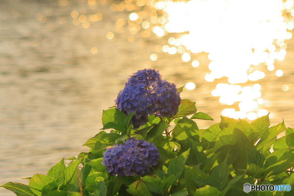 水辺の紫陽花