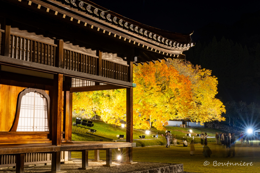 閑谷学校：楷の木ライトアップ３