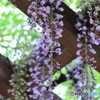 2023年の藤の花 part 1