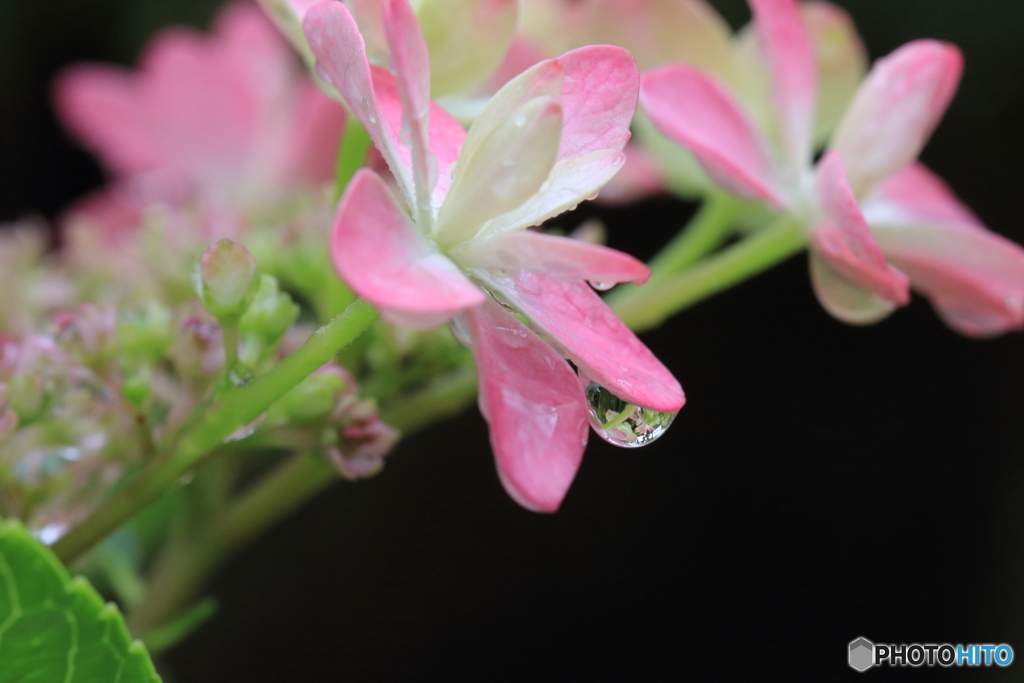紫陽花×滴