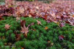杉苔と落葉