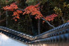 瓦と紅葉