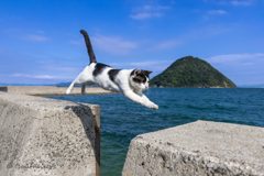 飛び猫