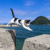 飛び猫