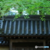 青紅葉×瓦屋根