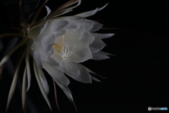 月下美人 another cut
