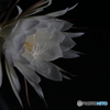 月下美人 another cut