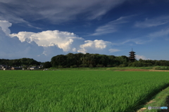 夏雲と五重塔'23 其の壱