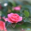 山茶花
