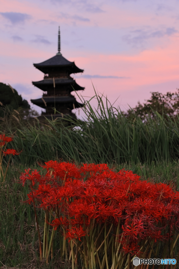 五重塔×彼岸花