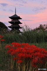 五重塔×彼岸花