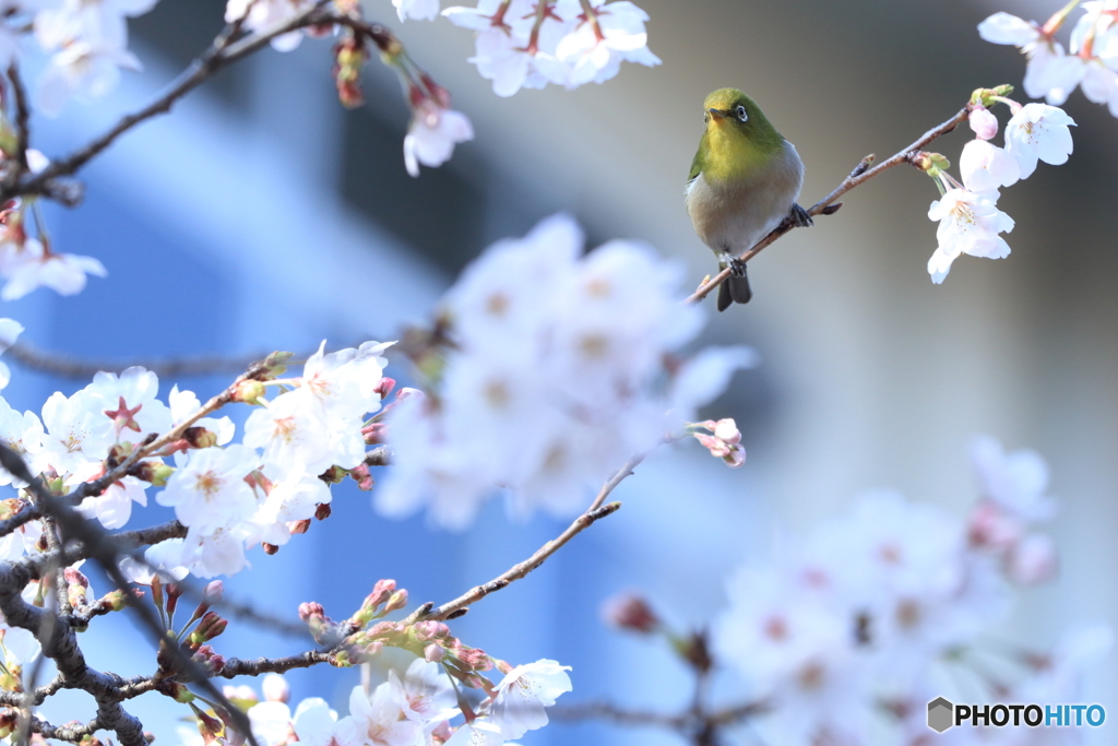 桜×メジロ