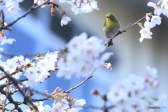 桜×メジロ