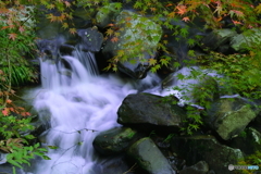 青紅葉×渓流