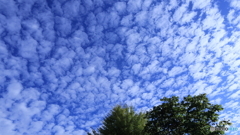 鱗雲