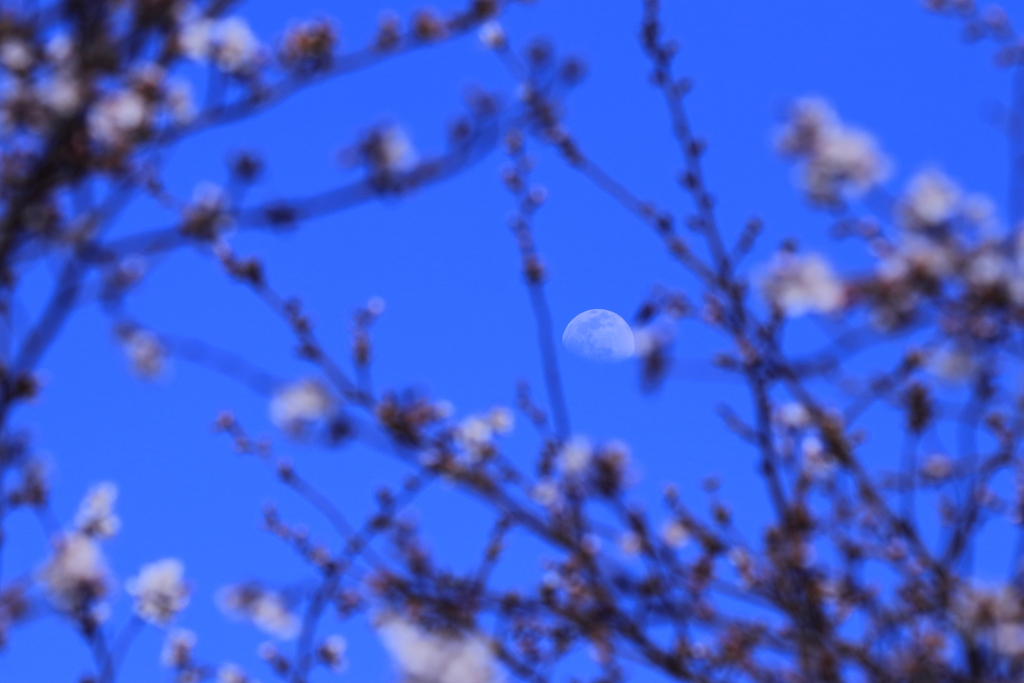 桜に月 part 2