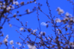 桜に月 part 2