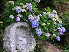 紫陽花小景