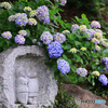 紫陽花小景
